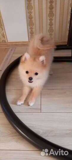Померанский шпиц мини девочка