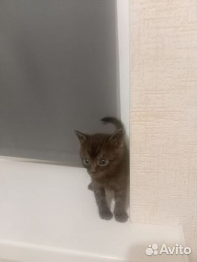 Отдам в добрые руки котят