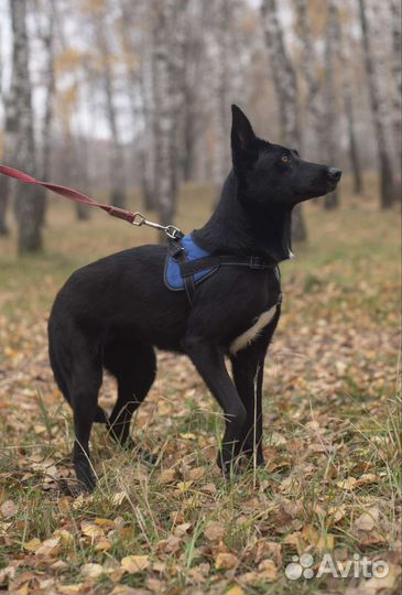 Собачка Долли замерзает в приюте