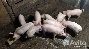 Поросята