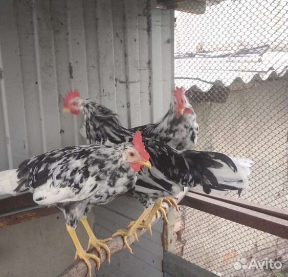 Петухи-леггорны