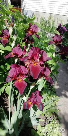 Ирисы многолетние цветы