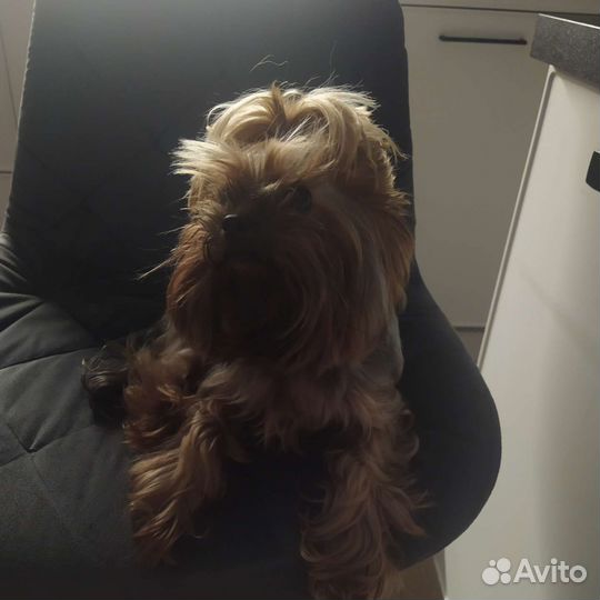 Йоркширский терьер мини девочка