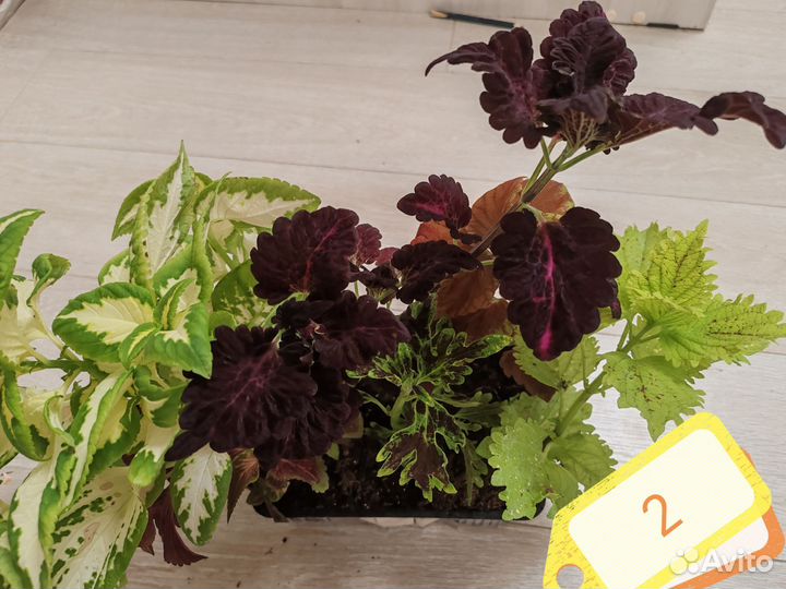 Набор Колеусов