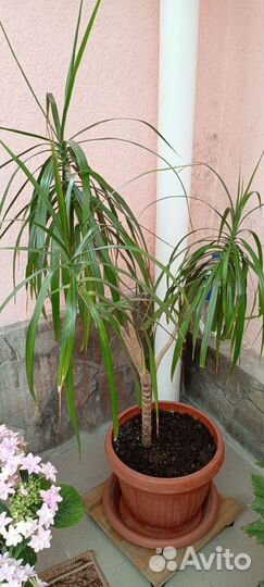 Пальма драцена