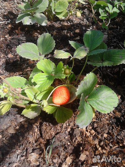 Клубника-Ремонтантная