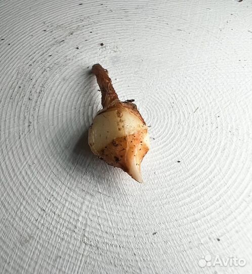 Клубень Алоказия Веном (Корея)