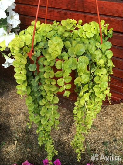 Вербейник монетчатый юкки