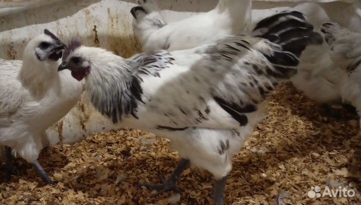 Петух лакеданзи