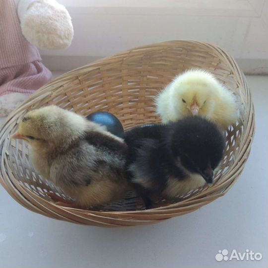 Цыплята 