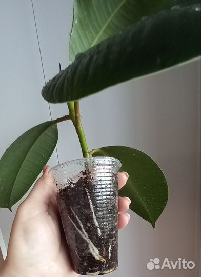 Фикус эластика