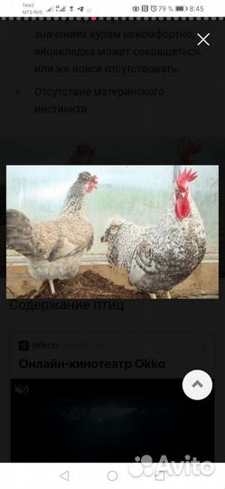 Куры породы легбар