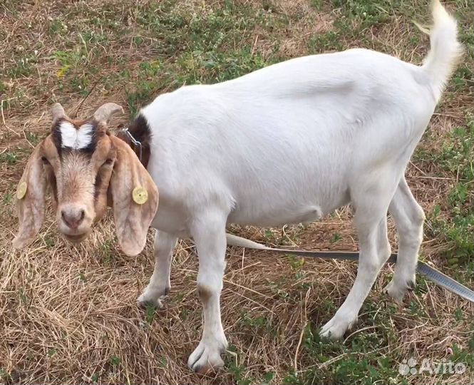 Козочка бурско- камерунская