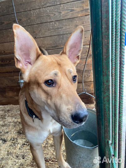 Собаки из приюта в добрые руки, помощь