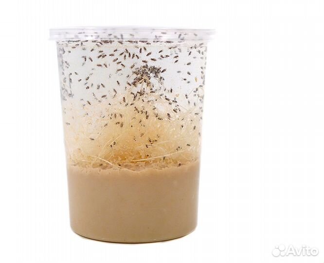 Корма для насекомоядных животных