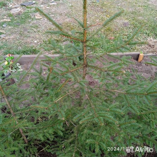 Саженцы ели