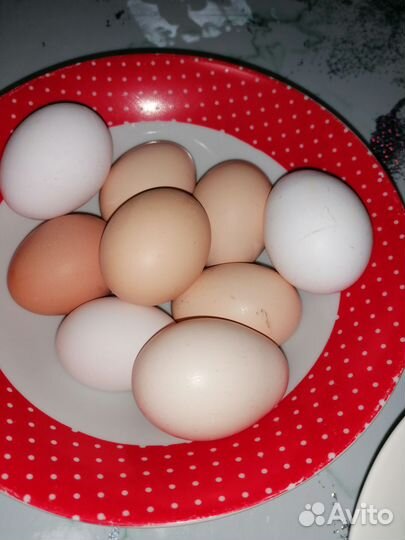 Домашние куриные яйца