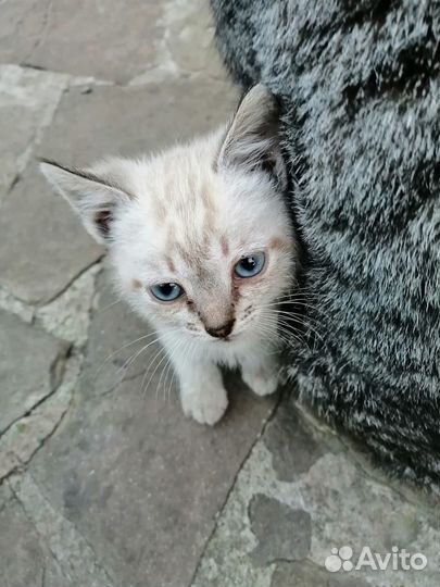 Очаровательные котята