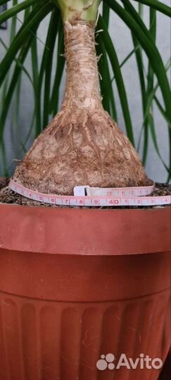 Нолина (бокарнея)