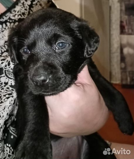 Щенки лабрадора