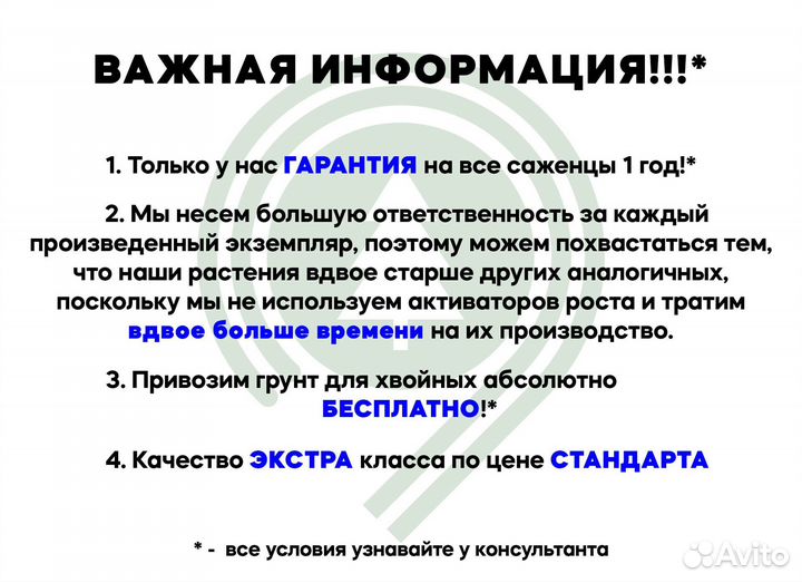 Голубая ель для участка. Доставка