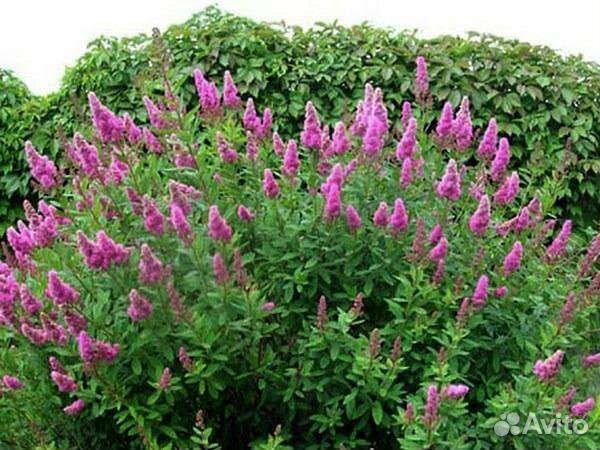 Спирея метельчатая