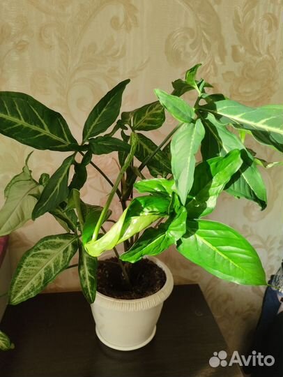 Комнатные цветы