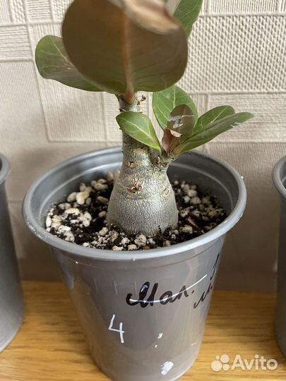 Адениум арабикум