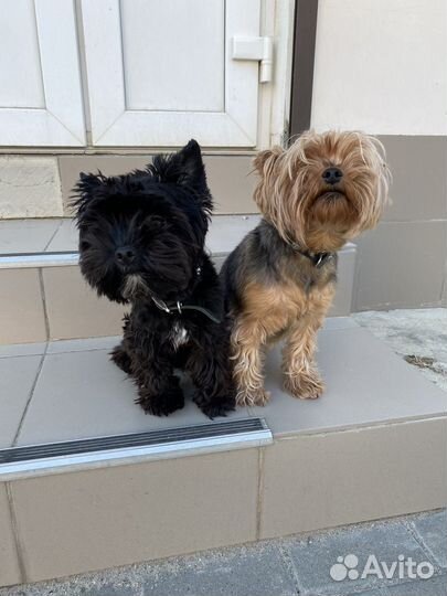 Йорики цветные (черные)