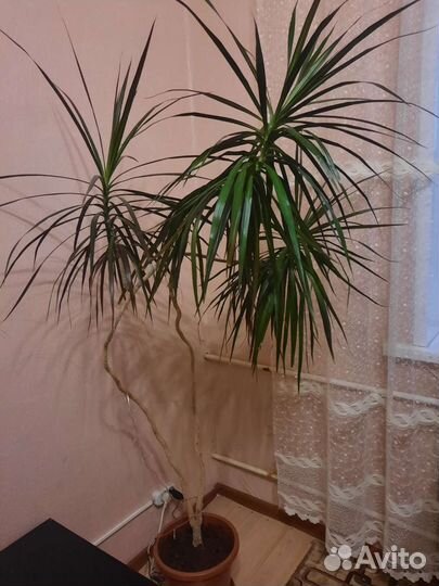 Драцена,толстянка и другие