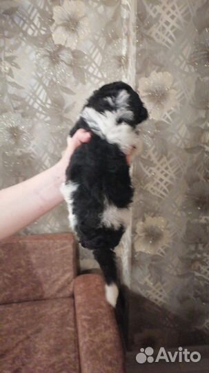 Маленькая собака