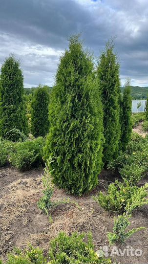 Туи Колумна 2,5 - 4,5 м