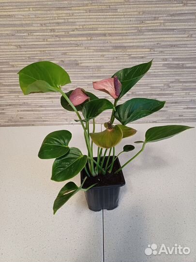 Антуриум беби пурпл