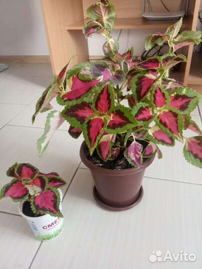 Колеус домашние цветы