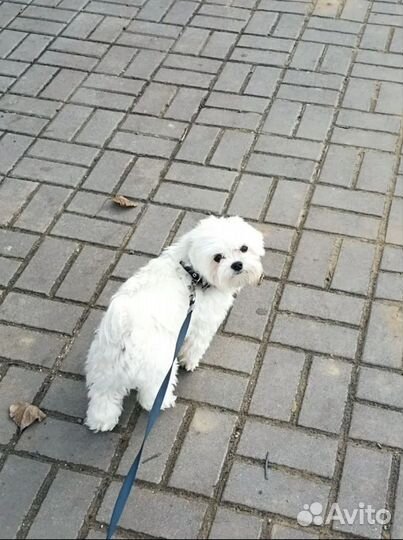 Молодой кобель приглашает на вязку