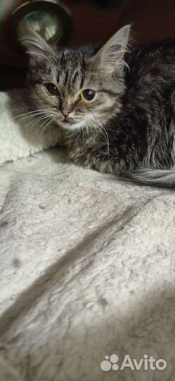 Котенок добрые руки