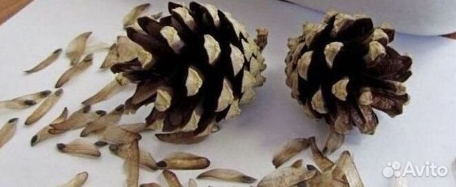 Семена / Сосна обыкновенная