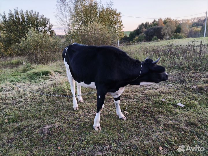 Две стельные нетели