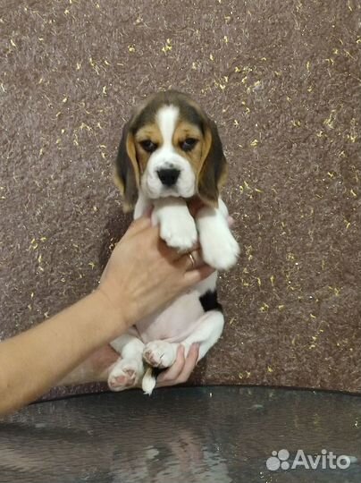 Милые девочки биглюши в питомнике