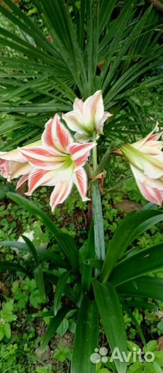 Растения для сада