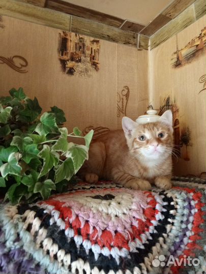Подростки котята в дар