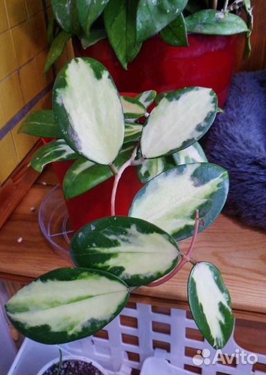 Хойи (много) и др. растения