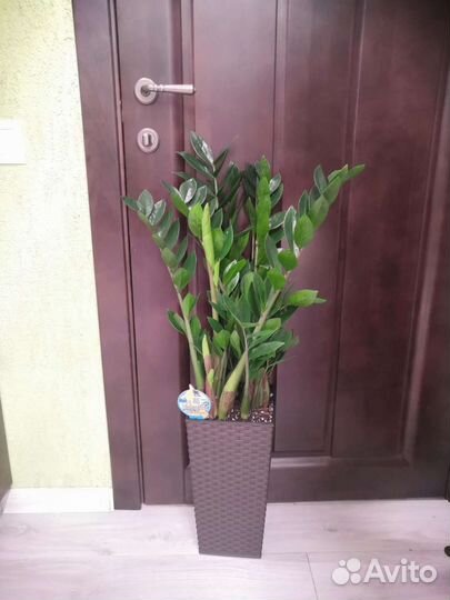 Замиокулькас в интерьерном горшке высота 90-100