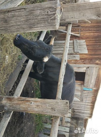 Корова хорошая дойная