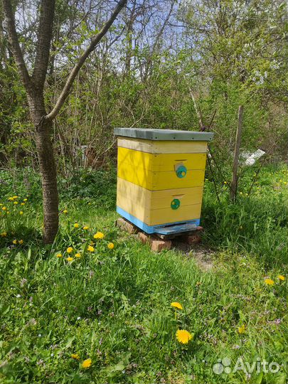Продам ульи многокорпусные, рамки, суш