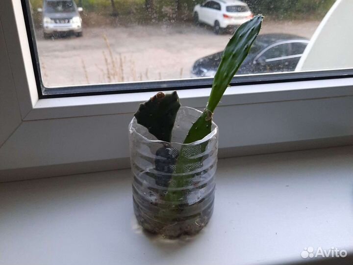 Кактус Опунция