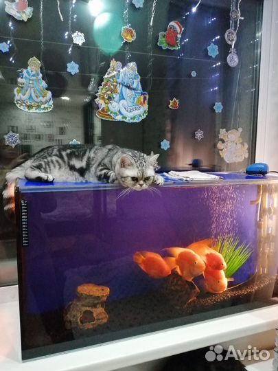 Аквариум с рыбками