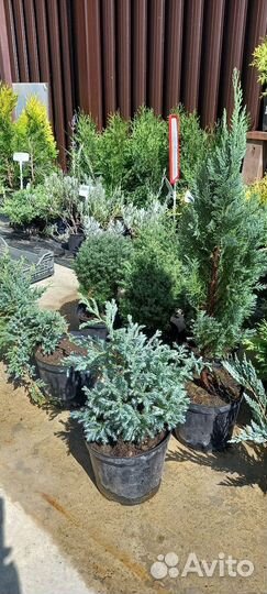 Туя Колумна для живой изгороди