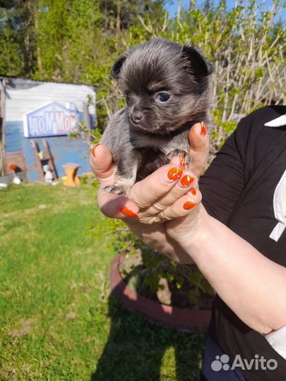 Щенки чихуахуа