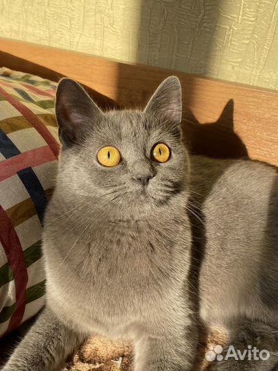 Британская кошка